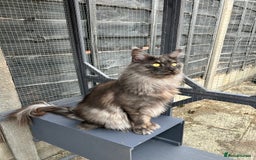Maine Coon cats for stud: Proven GCCF & TICA Black Smoke stud in Bolton - Image 3
