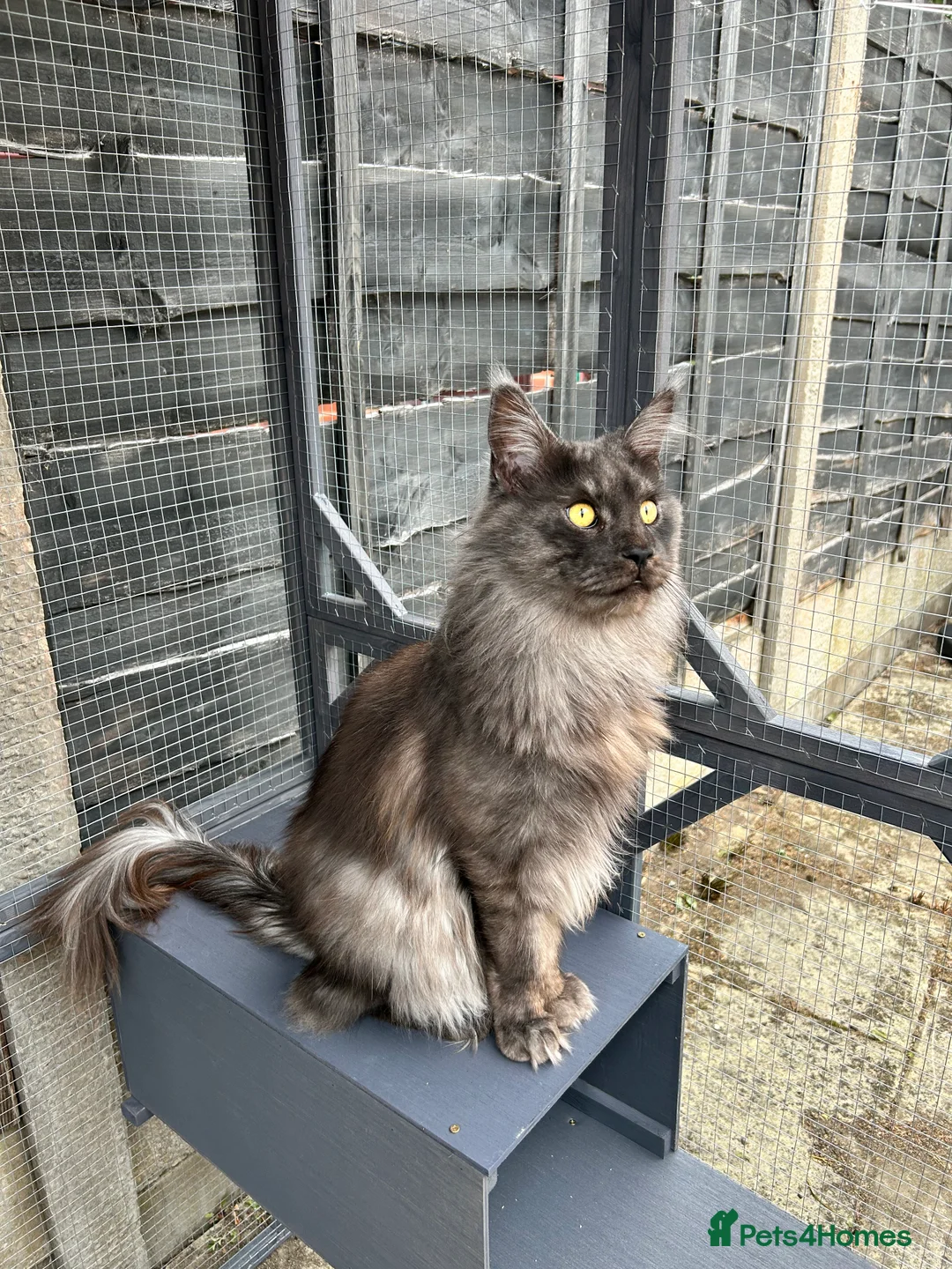 Maine Coon cats for stud: Proven GCCF & TICA Black Smoke stud in Bolton - Advert 3