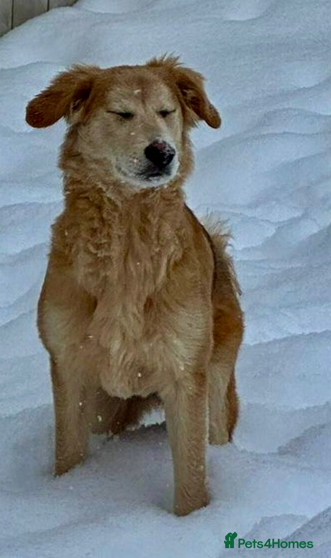 Golden Retriever dogs for adoption: 🐾 GOLDIE – Male Golden Retriever - Advert 6