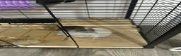 Rat rodents for sale: Fancy rat - Advert 3