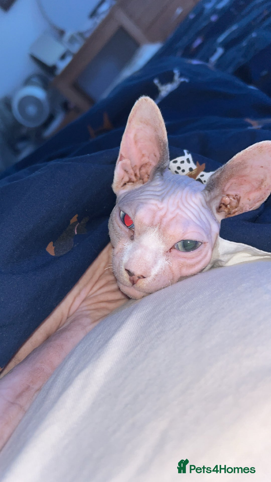 Sphynx cats for sale: Female Sphynx for Rehoming - Image 2