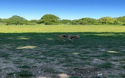 Mixed Breed dogs for sale: Max 11 month - Male  - Image 2