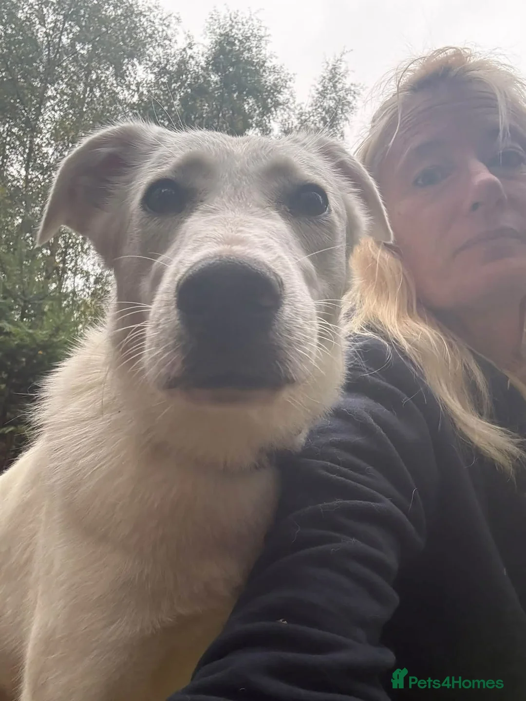 Mixed Breed dogs for adoption: Lulu - Norwich Norfolk  - Advert 24