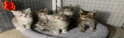 Maine Coon cats for sale: Tica Beautiful Maine Coon Kittens  in Sittingbourne - Advert 26