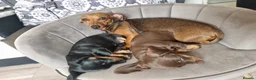 Miniature Dachshund dogs for sale: Miniature dachshund  in Swansea - Advert 5
