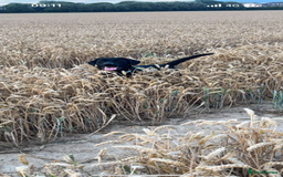 Labrador Retriever dogs for sale: Labrador  - Advert 3