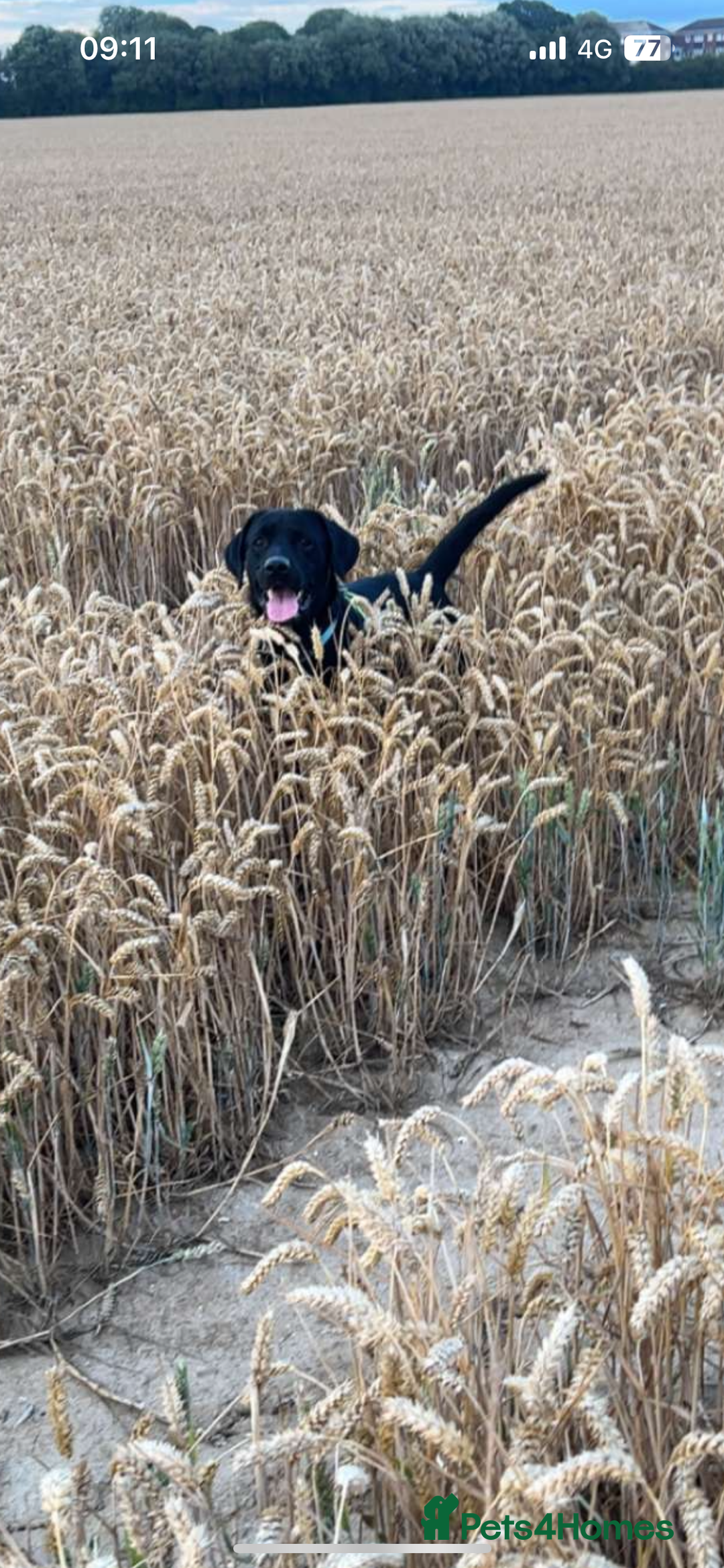 Labrador Retriever dogs for sale: Labrador  - Advert 3