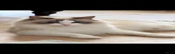 Ragdoll cats for sale: HIGH QUALITY FLUFFY BOY RAGDOLL in Pontypridd - Advert 9