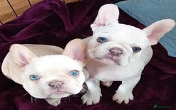 French Bulldog dogs for stud: 5 PANEL HEALTH CLEAR CHARLIE VERY WELL PROVEN! - Image 12