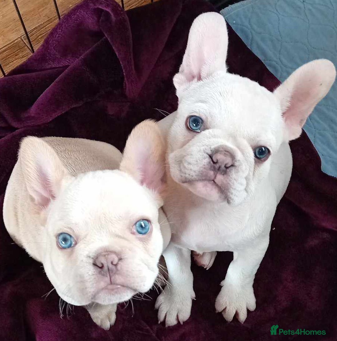 French Bulldog dogs for stud: 5 PANEL HEALTH CLEAR CHARLIE VERY WELL PROVEN! - Image 12