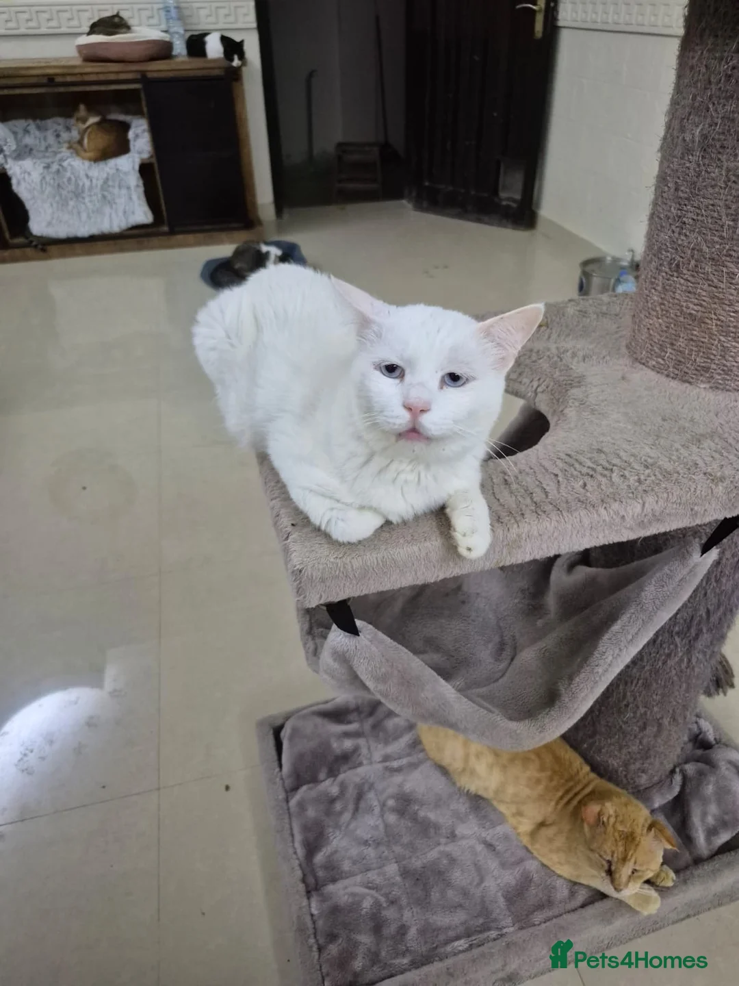 Mixed Breed cats for adoption: River - Advert 1