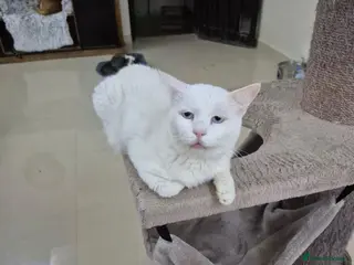 Mixed Breed cats River - Advert 1