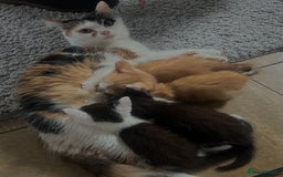 British Shorthair cats for sale: Kittens for sale  - Image 4