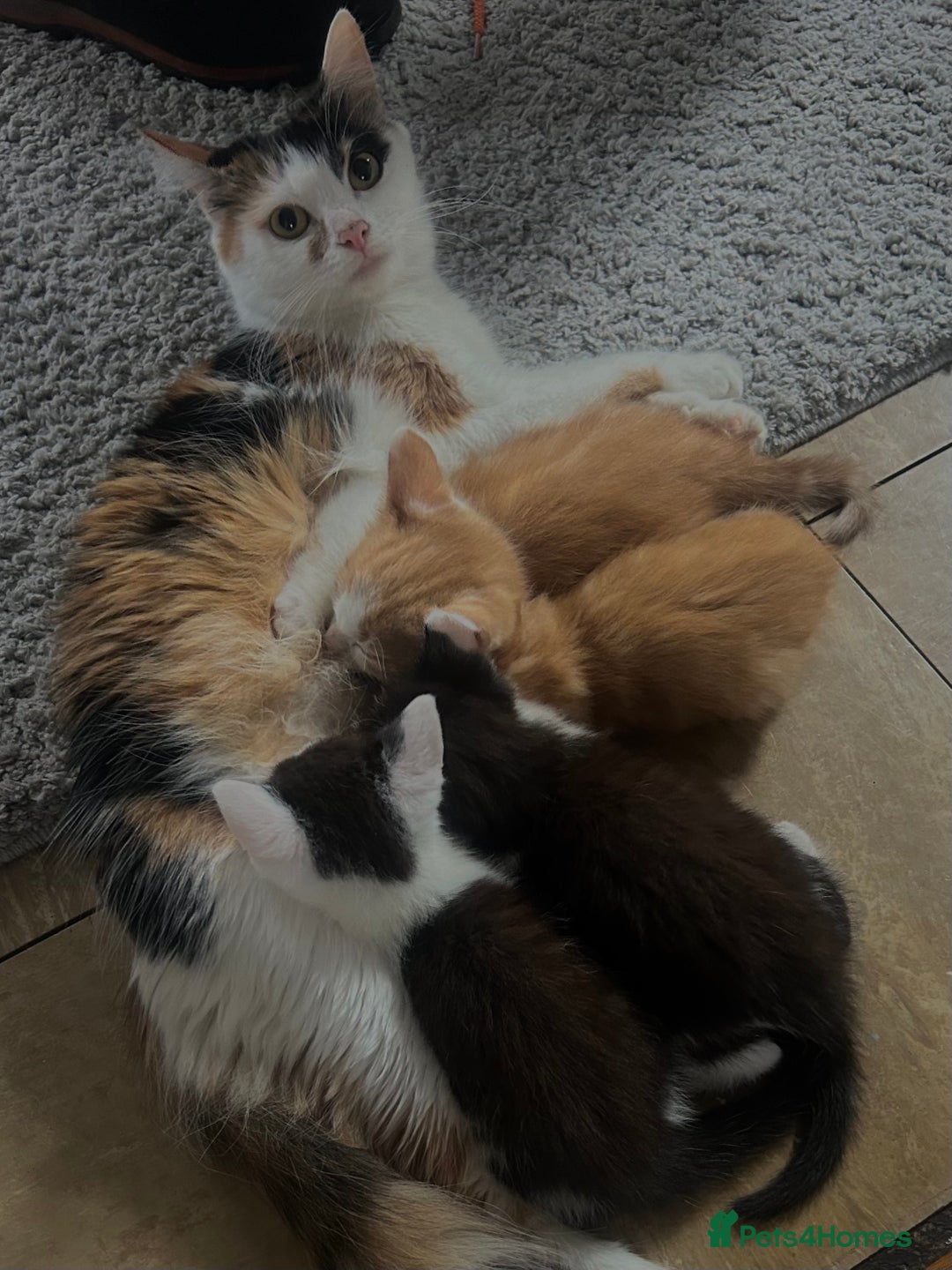 British Shorthair cats for sale: Kittens for sale  - Image 4