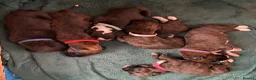 Boxer dogs for sale: Boxer KC puppies  - Advert 16