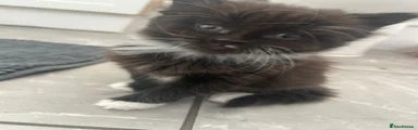 Domestic Shorthair Kitten 2