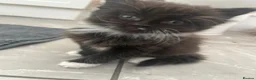Domestic Shorthair cats for sale: Female kittens  - Advert 4