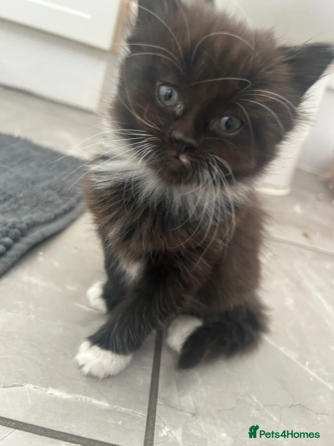 Domestic Shorthair cats for sale: Female kittens  - Advert 4