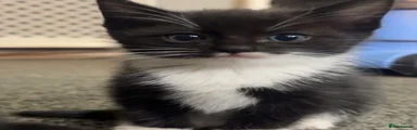 Ragdoll Kitten 3