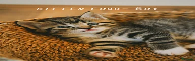 Mixed Breed Kitten 4