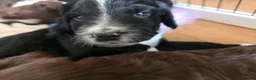 Mixed Breed dogs for sale: Bordoodle X Springer Spaniel puppies  - Advert 11