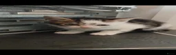 Mixed Breed cats for sale: Six beautiful kittens - Advert 9
