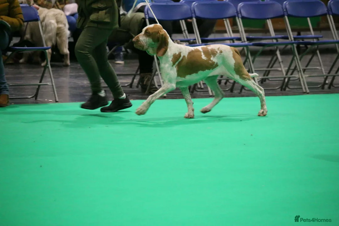 Bracco Italiano dogs for sale: Wonderful litter 4 boys 4 girls - Advert 12