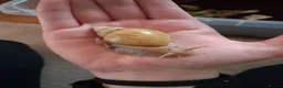 Snails invertebrates for sale: Giant african land snails for sale  - Advert 4