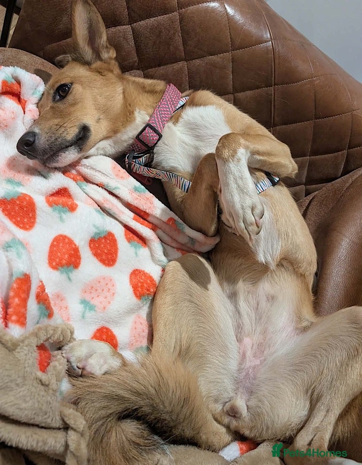 Mixed Breed dogs Nona seeks forever home  - Advert 2