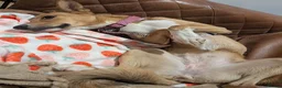 Mixed Breed dogs for adoption: Nona seeks forever home  - Advert 1