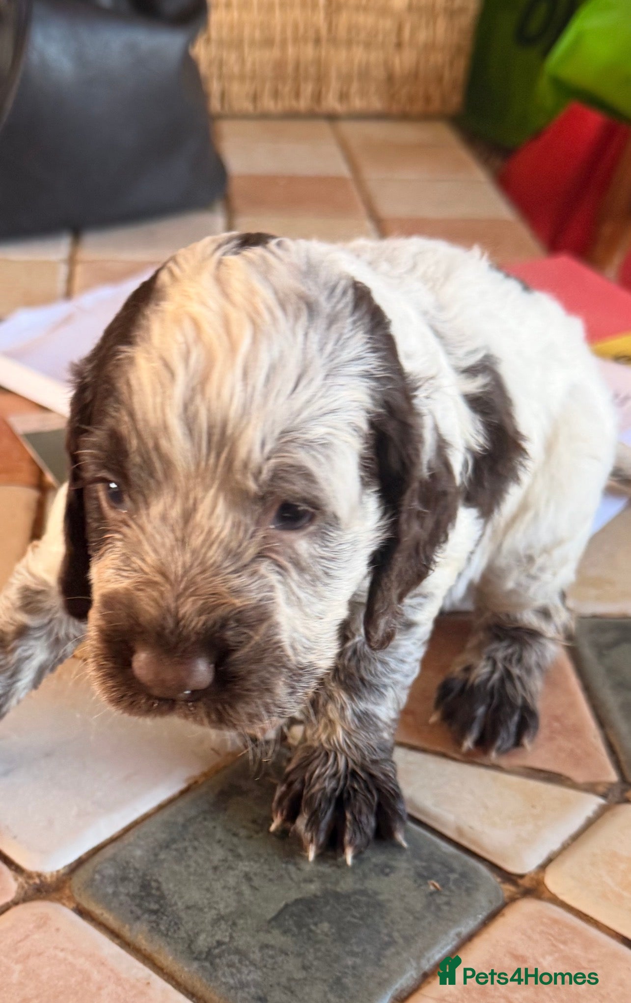 Cocker Spaniel dogs Beautiful roan cocker spaniels for sale - Advert 1