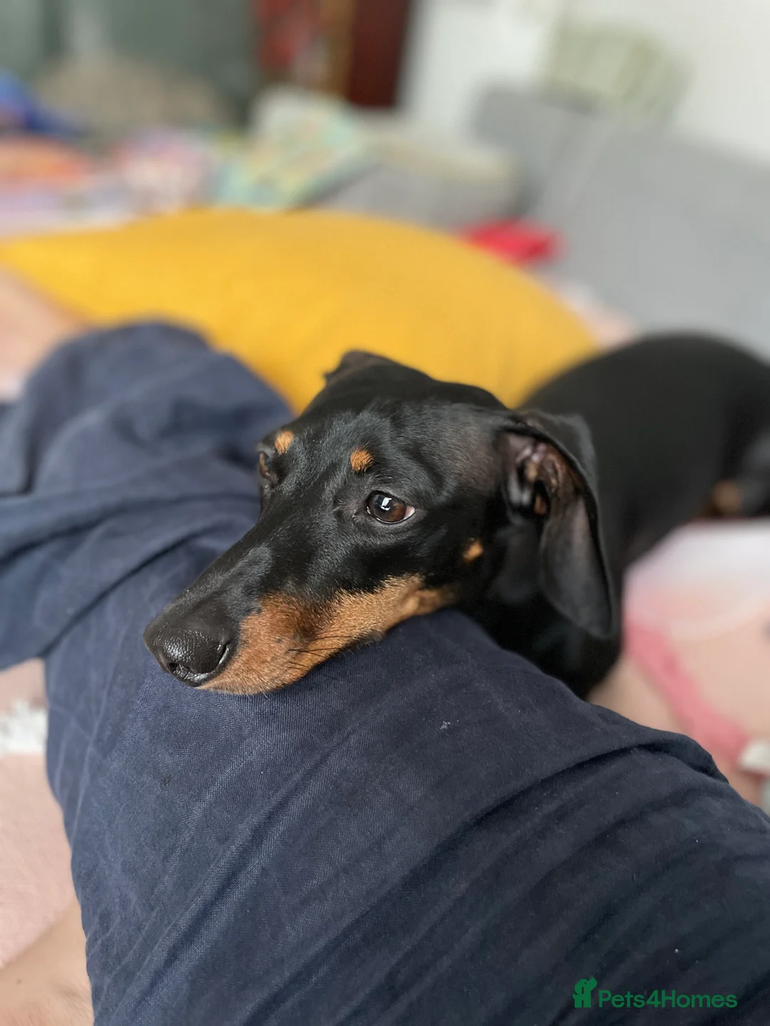 Miniature Dachshund dogs for sale: Miniature sausages - Advert 1