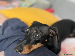 Miniature Dachshund dogs Miniature sausages - Advert 9