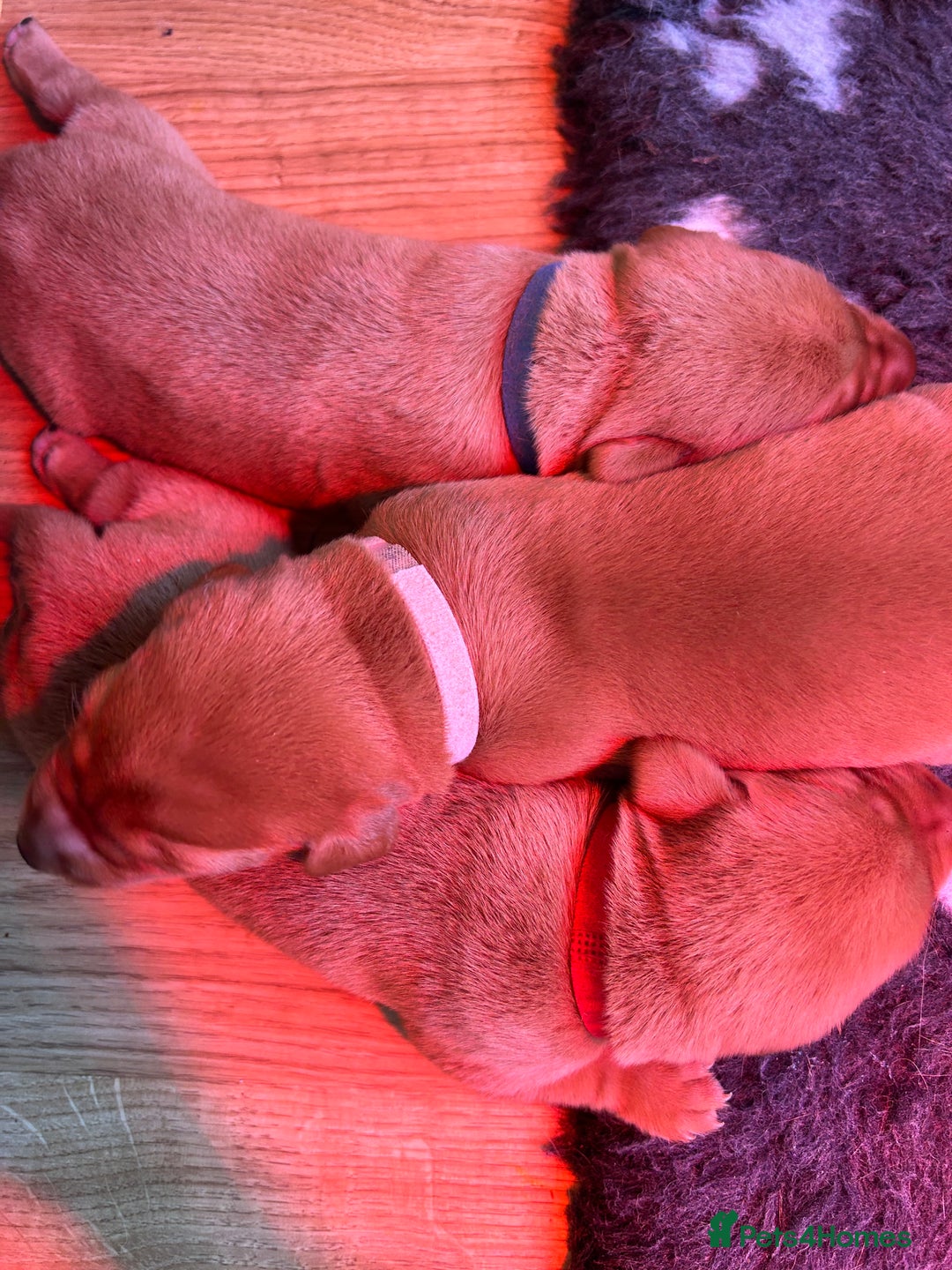 Labrador Retriever dogs for sale: KC Fox Red Labrador puppies - Image 16