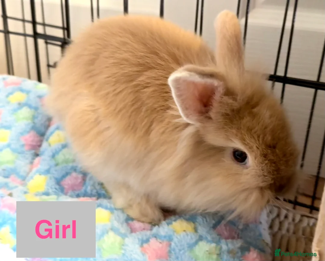 Lionhead rabbits for sale: Double Maned Lionheads - READY NOW - Advert 2