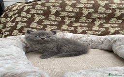 British Shorthair cats for sale: British Shorthair x Ragdoll kittens  - Image 10