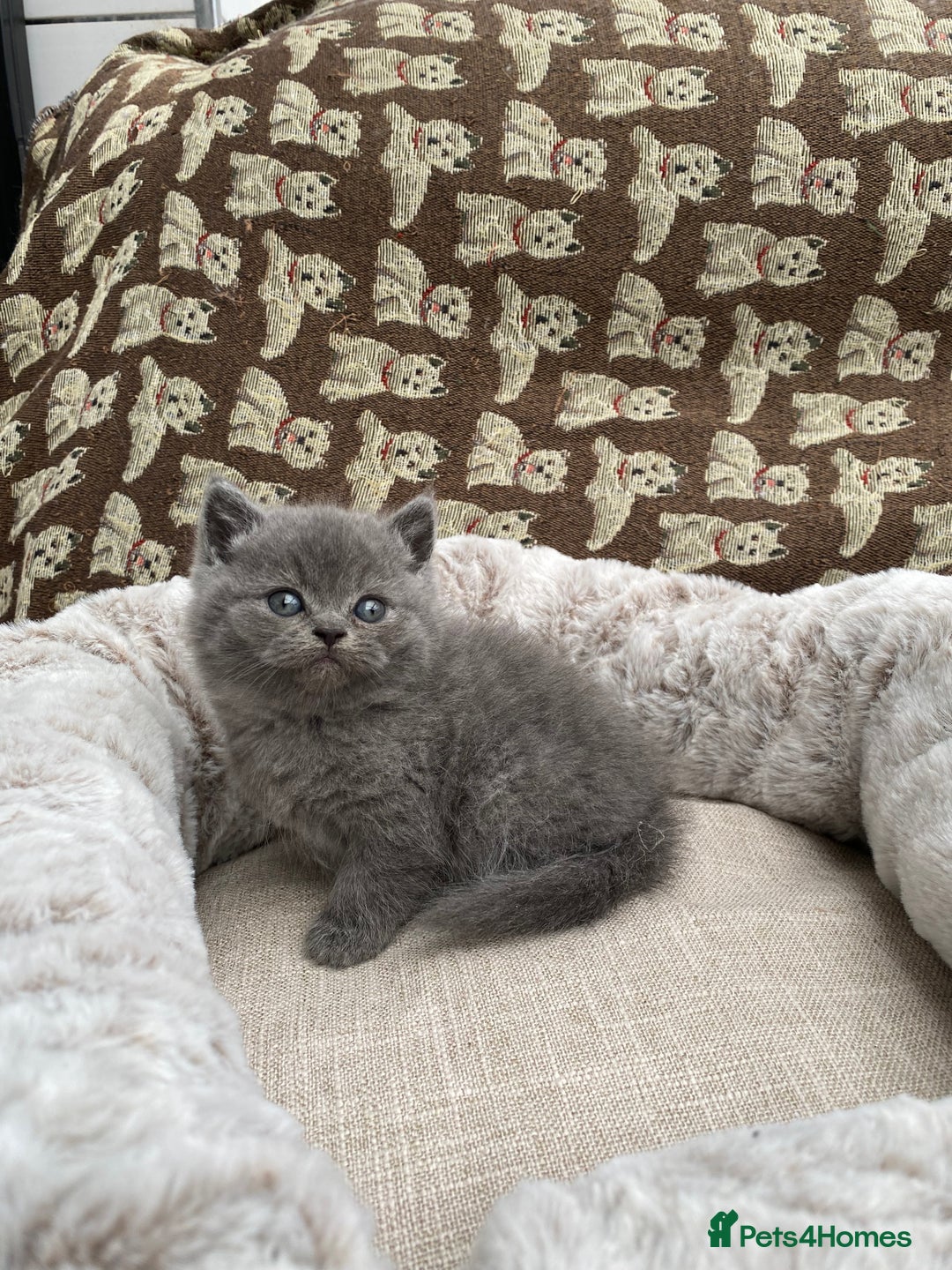 British Shorthair cats for sale: British Shorthair x Ragdoll kittens  - Image 10