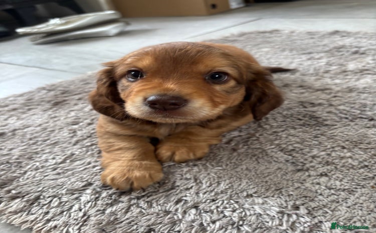 Mixed Breed dogs - Advert 1