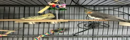 Cockatiels birds for sale: 3 budgies and 2 cockatiels in Kidlington - Advert 11