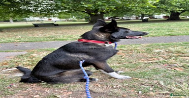 Mixed Breed dogs - Advert 15