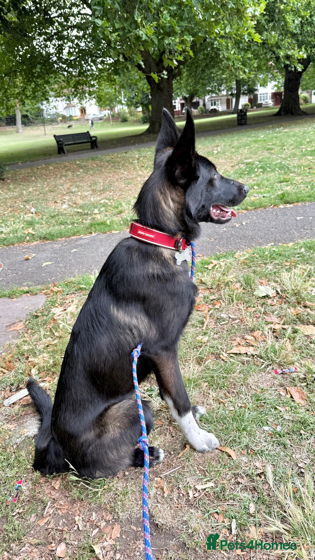 Mixed Breed dogs for sale: Snoop - Border Collie X German Shepherd  - Image 2