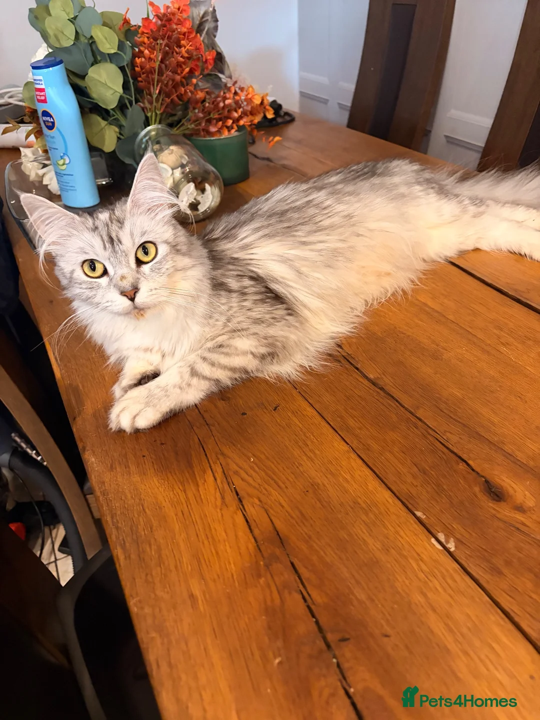 Maine Coon cats for sale: Maine Coon Cross Kittens  in Chesterfield - Advert 3