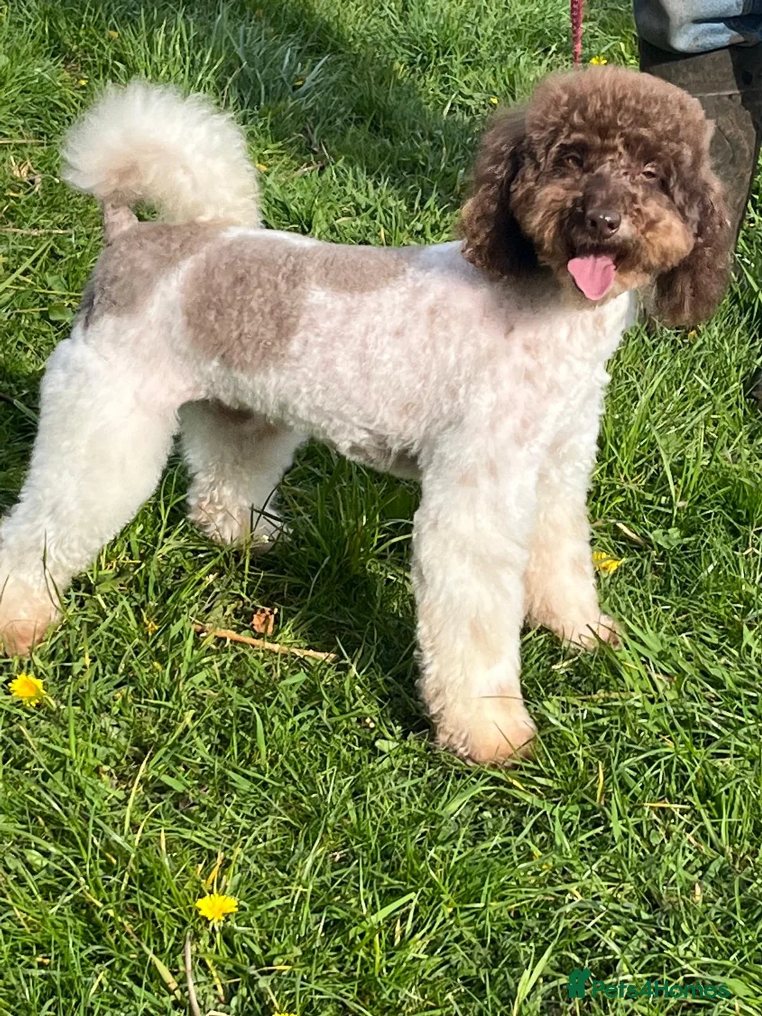 Miniature Poodle dogs for stud: KC Reg Miniature Parti Poodle - Advert 2