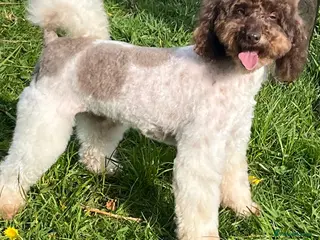 Miniature Poodle dogs KC Reg Miniature Parti Poodle - Advert 14