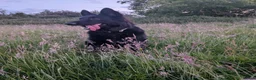 German Shepherd dogs for stud: German Shepherd Elite Pure Black (Groenendael) - Advert 6