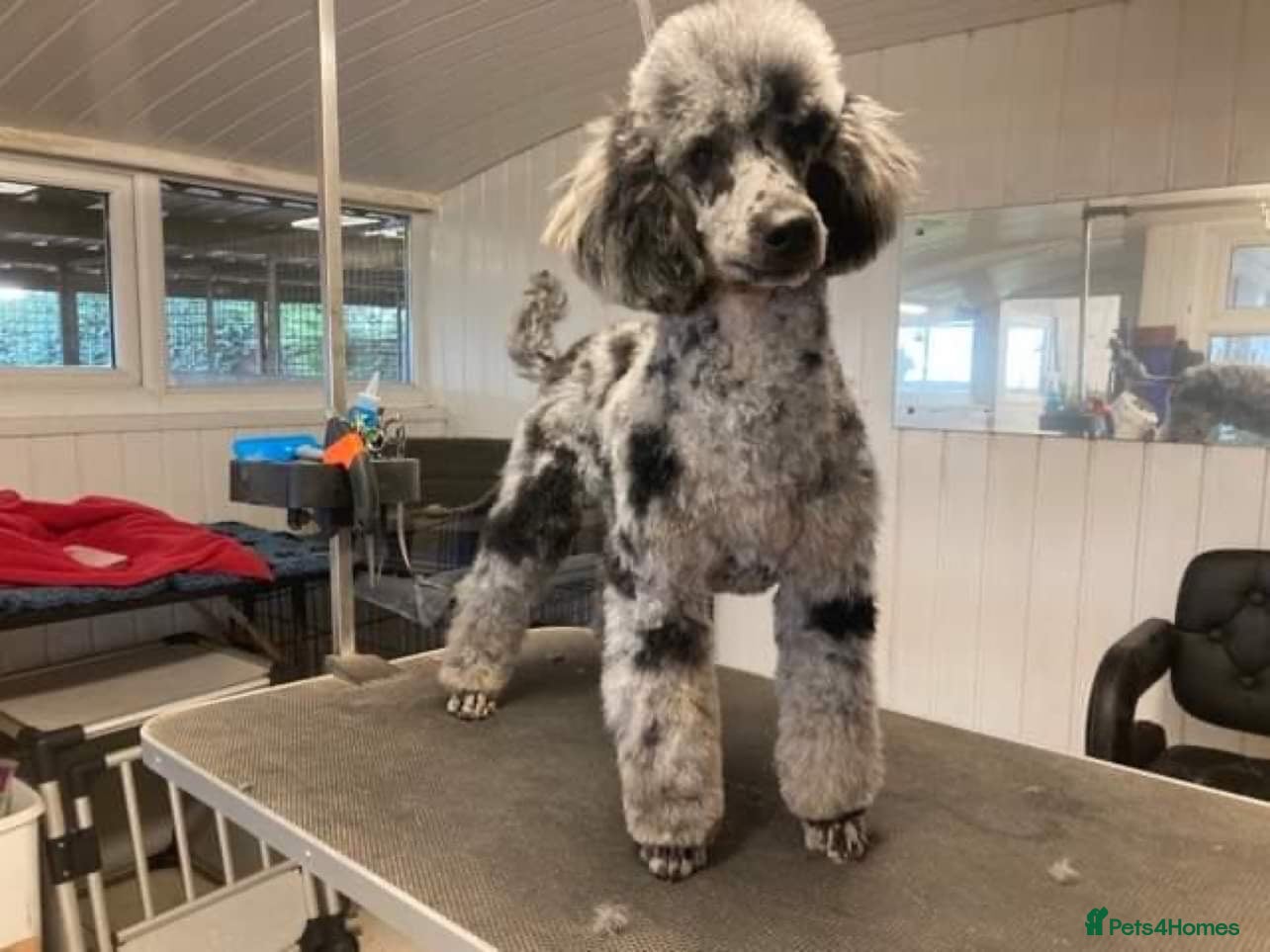 Miniature Poodle dogs 5* premises foxisle gundogs miniature poodles in Doncaster - Advert 18