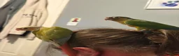 Conures birds for sale: Beautiful hand reared conure babies in Darlington - Advert 13