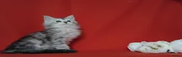 Maine Coon cats for sale: Pure Maine Coons Kittens For Sale - Advert 16