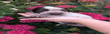 JESSIE