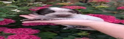 Sprocker dogs for sale: 7 beautiful sprockers - Advert 21